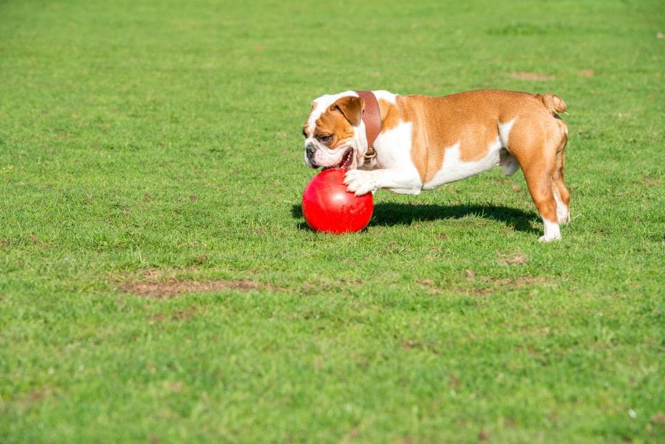 Boomer Ball Balle indestructible pour chien en Promotion